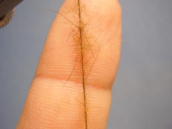 Olive Gold-Ribbed Hares Ear