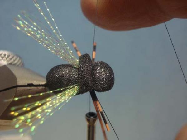 LW's Periodical Cicada