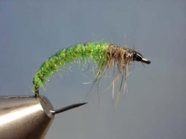 Rhyacophilia