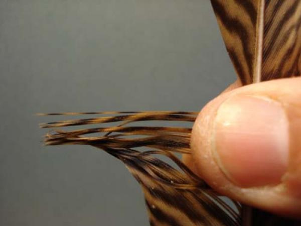 LW's Light Quill Sulphur