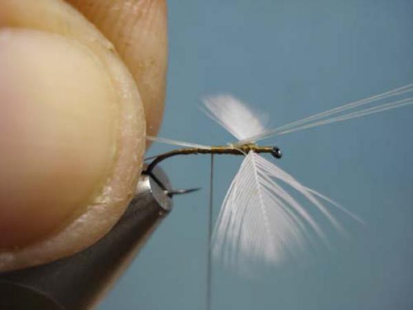 Hen Wing Sulphur Spinner