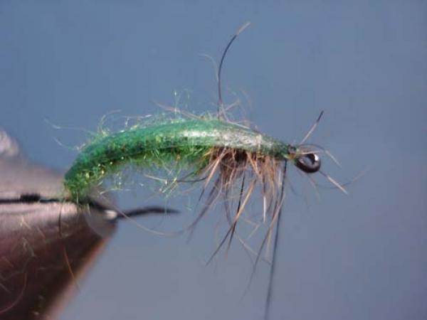 Rhyacophilia