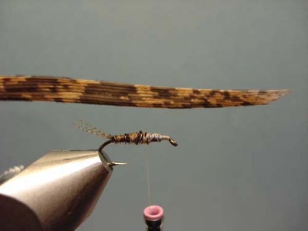 LW's Light Quill Sulphur