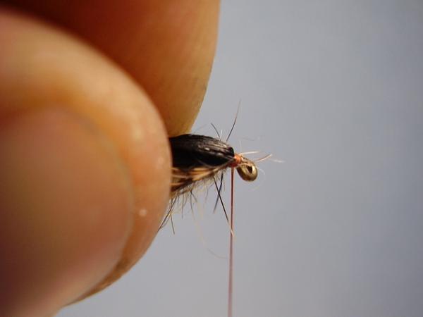 LW's Dark Quill Sulphur