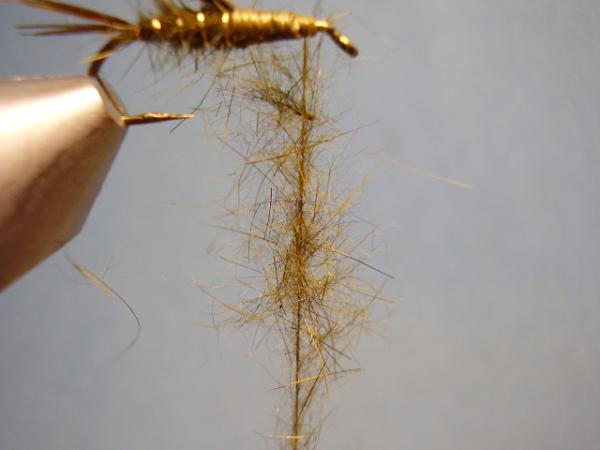 Olive Gold-Ribbed Hares Ear