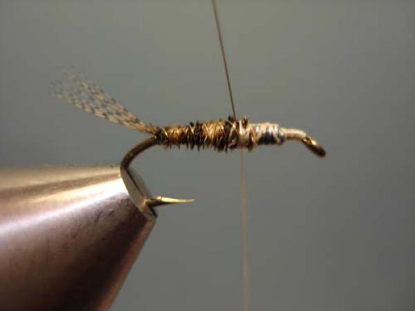 LW's Light Quill Sulphur
