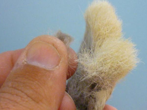 LW's Q-Tip