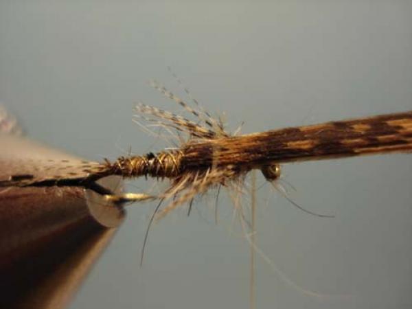 LW's Light Quill Sulphur