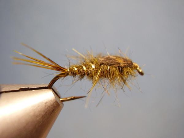Olive Gold-Ribbed Hares Ear