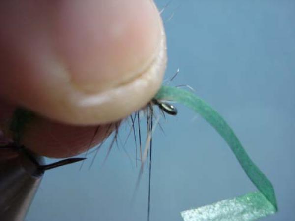 Rhyacophilia