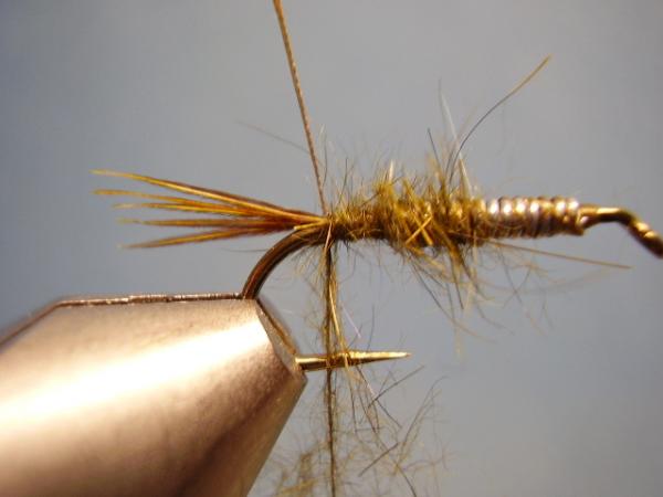 Olive Gold-Ribbed Hares Ear