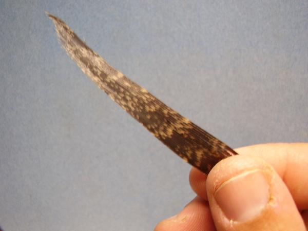 Olive Gold-Ribbed Hares Ear