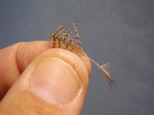 LW's Dark Quill Sulphur
