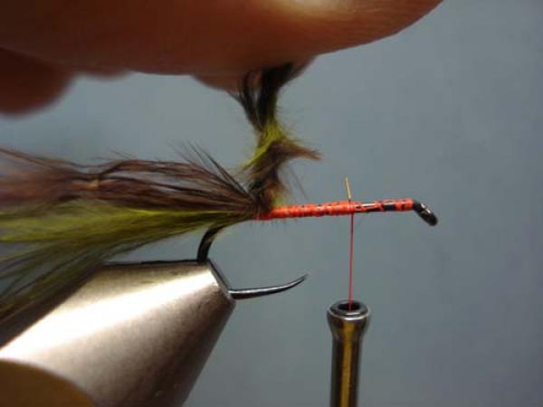 Little Pine Damsel