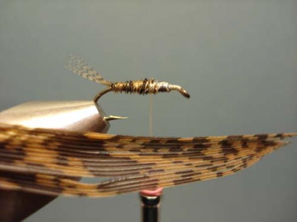LW's Light Quill Sulphur