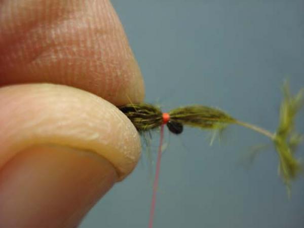 Little Pine Damsel