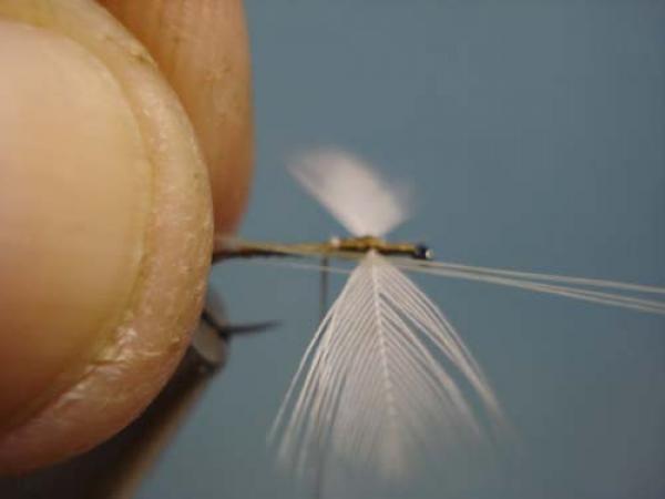 Hen Wing Sulphur Spinner