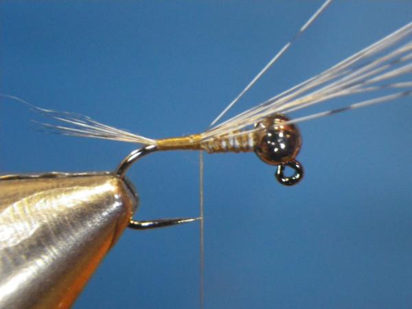 LW's Intestinal Bug