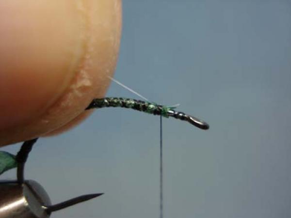 Rhyacophilia