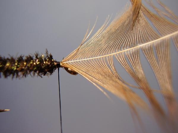Leadwing Coachman