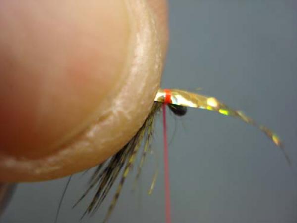 Little Pine Damsel