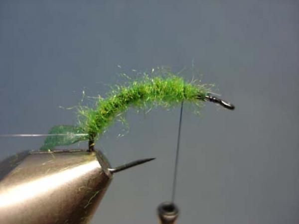 Rhyacophilia