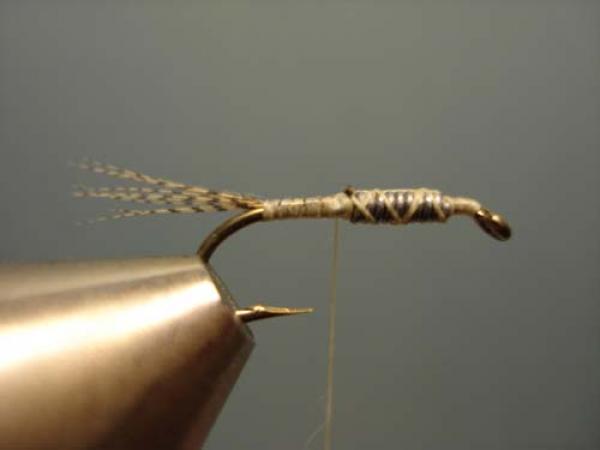 LW's Light Quill Sulphur