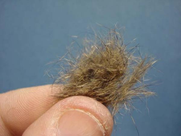 Loren's hare's Ear