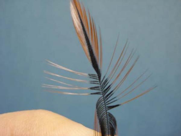 Pheasant Tail Cruncher