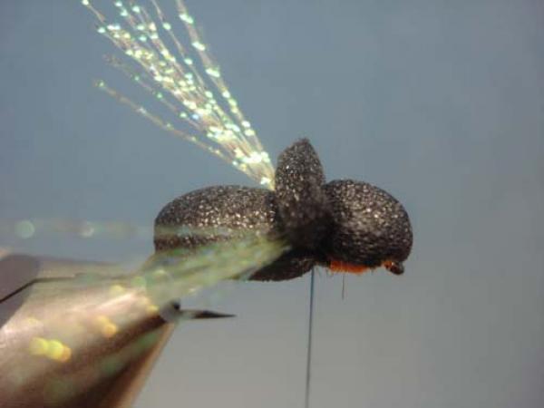 LW's Periodical Cicada