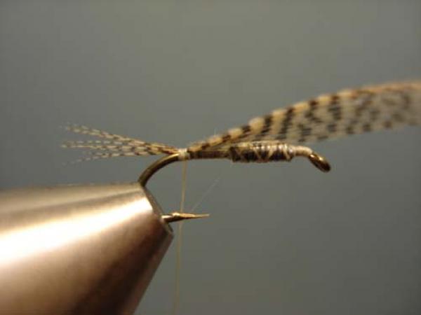 LW's Light Quill Sulphur