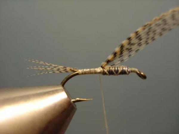 LW's Light Quill Sulphur