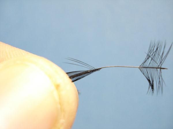 Black Fur Ant