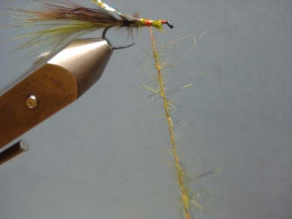 Little Pine Damsel
