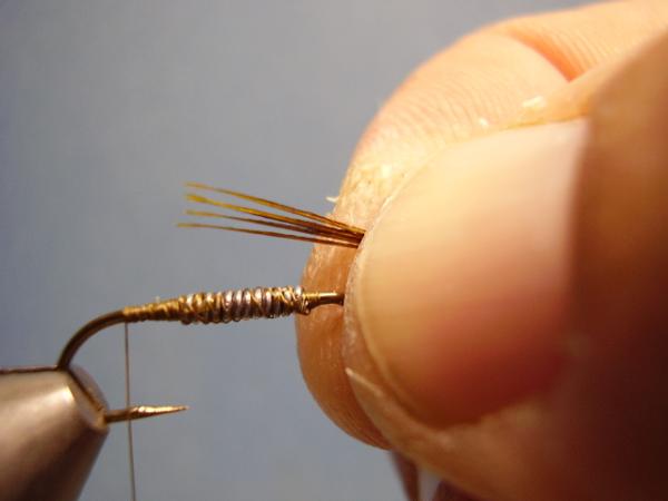 Olive Gold-Ribbed Hares Ear