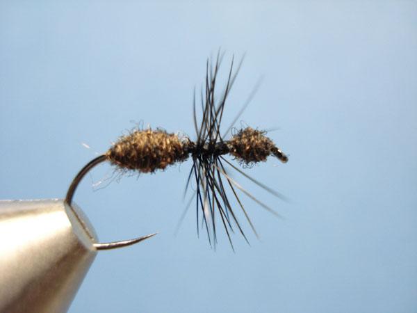 Black Fur Ant