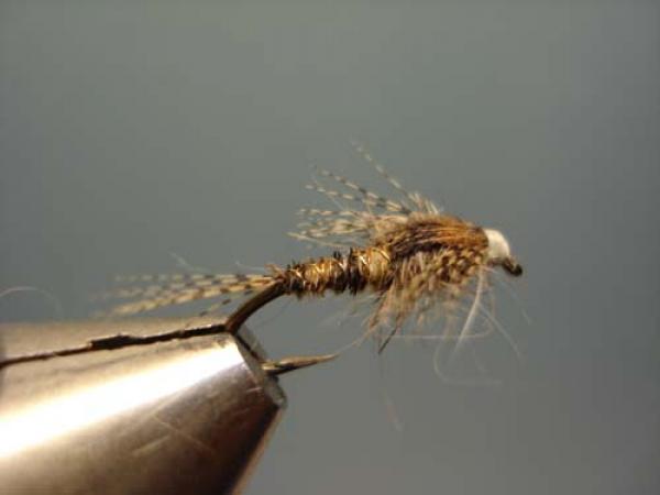 LW's Light Quill Sulphur