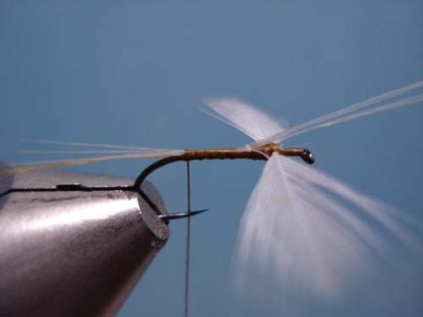 Hen Wing Sulphur Spinner