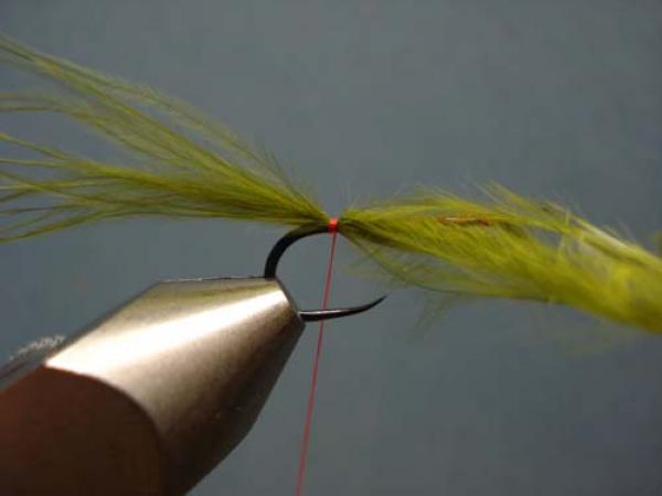 Little Pine Damsel