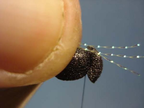 Foam Beetle
