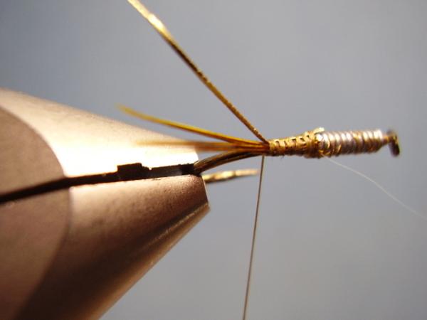 Olive Gold-Ribbed Hares Ear