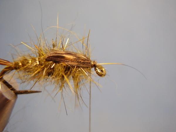 Olive Gold-Ribbed Hares Ear