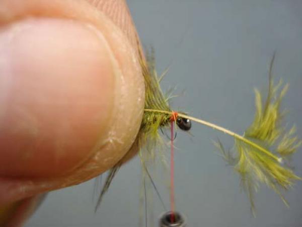Little Pine Damsel