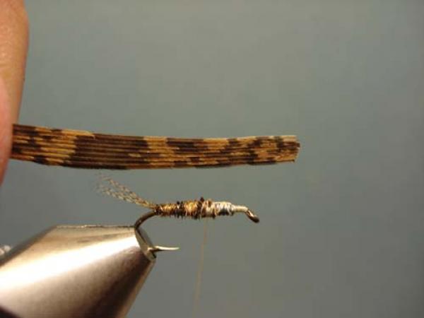 LW's Light Quill Sulphur