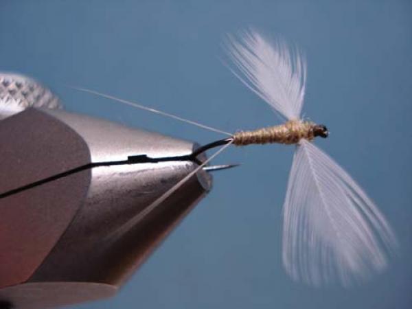 Hen Wing Sulphur Spinner