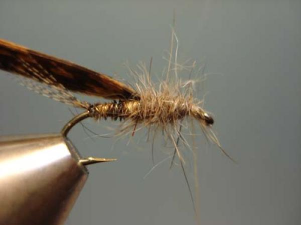 LW's Light Quill Sulphur