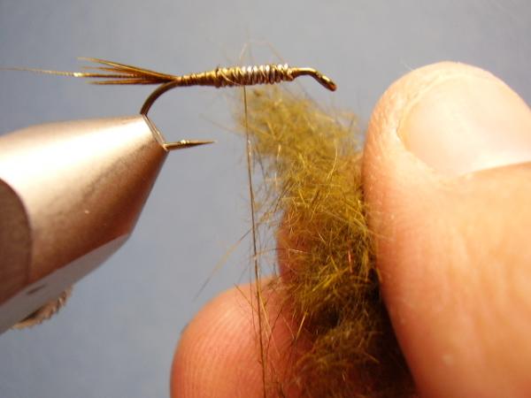 Olive Gold-Ribbed Hares Ear