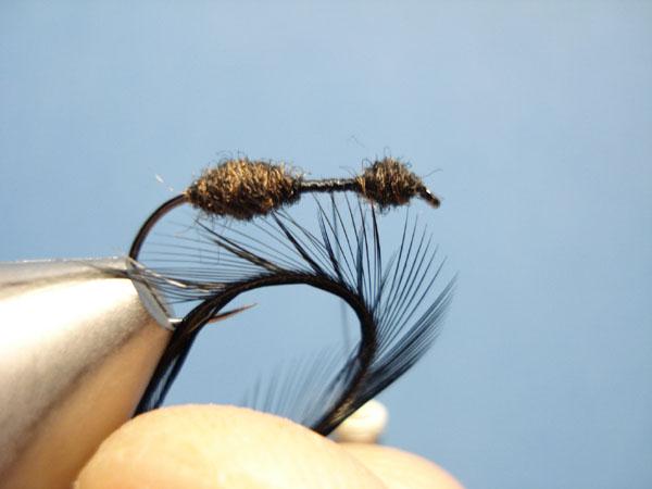 Black Fur Ant