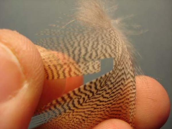 LW's Light Quill Sulphur