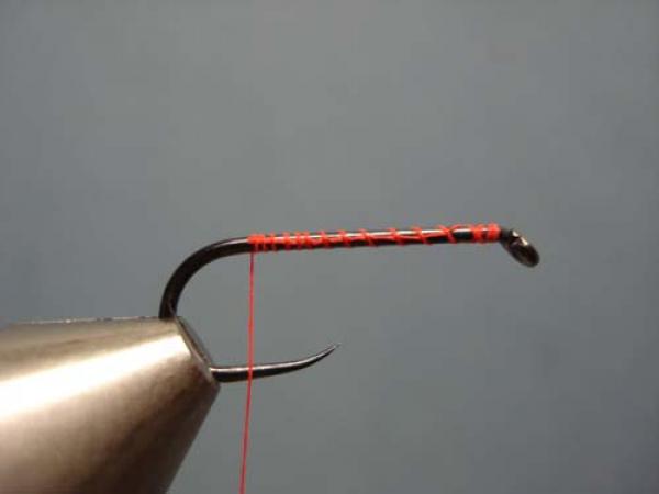 Little Pine Damsel